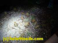 /home//u458753944/public_html/sourcegallery//Roxborough Toad Detour/2013-2019/2017/P4110707.JPG